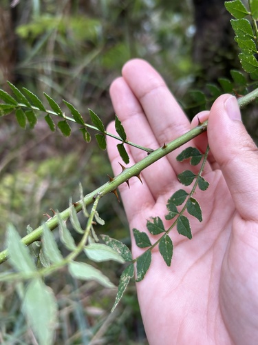Zanthoxylum schinifolium, photograph 6