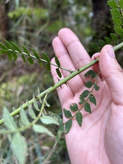 Zanthoxylum schinifolium, photograph (c) Bella Lin, some rights reserved (CC BY)