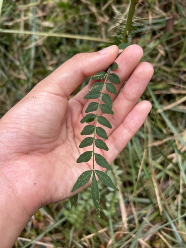 Image of Zanthoxylum schinifolium by (c) Bella Lin, some rights reserved (CC BY)