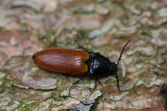 Ampedus nigroflavus