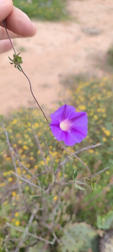 Image of Ipomoea pubescens by no rights reserved