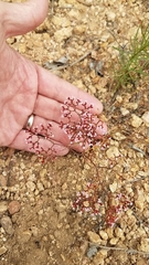 Chorizanthe leptotheca