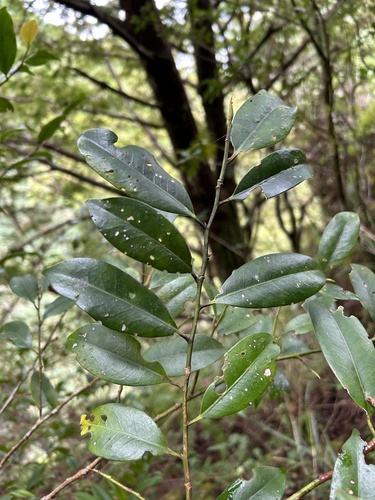 Image of Cleyera japonica by (c) Bella Lin, some rights reserved (CC BY)