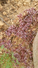 Chorizanthe leptotheca