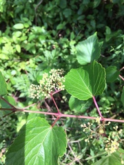 Viburnaceae