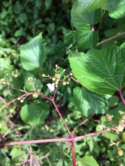 Viburnaceae