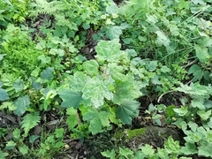 Acer pseudoplatanus