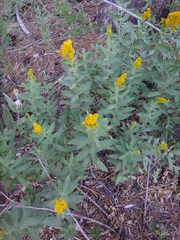 Solidago elongata