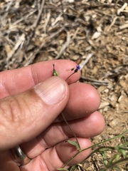 Allophyllum gilioides violaceum