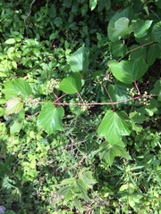 Viburnaceae