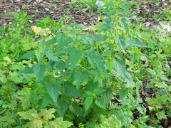 Urtica dioica