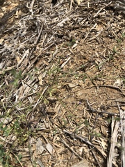 Allophyllum gilioides violaceum