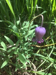 Clematis hirsutissima