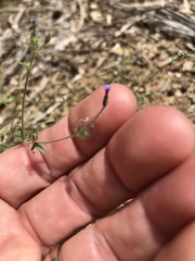 Allophyllum gilioides violaceum