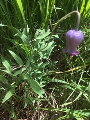 Clematis hirsutissima