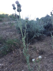 Cirsium cymosum