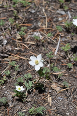 Anemone drummondii
