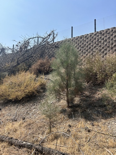 Gray Pine seedling