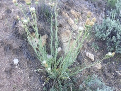 Cirsium cymosum