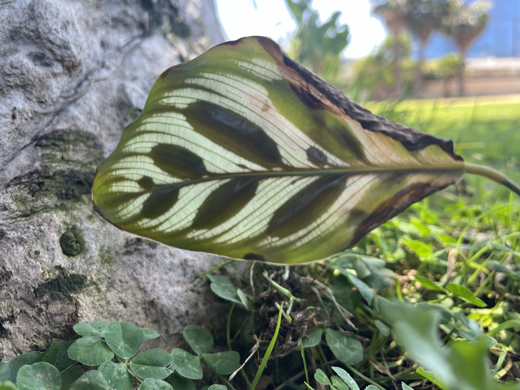 Imagem de Maranta-zebrada