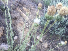 Cirsium cymosum