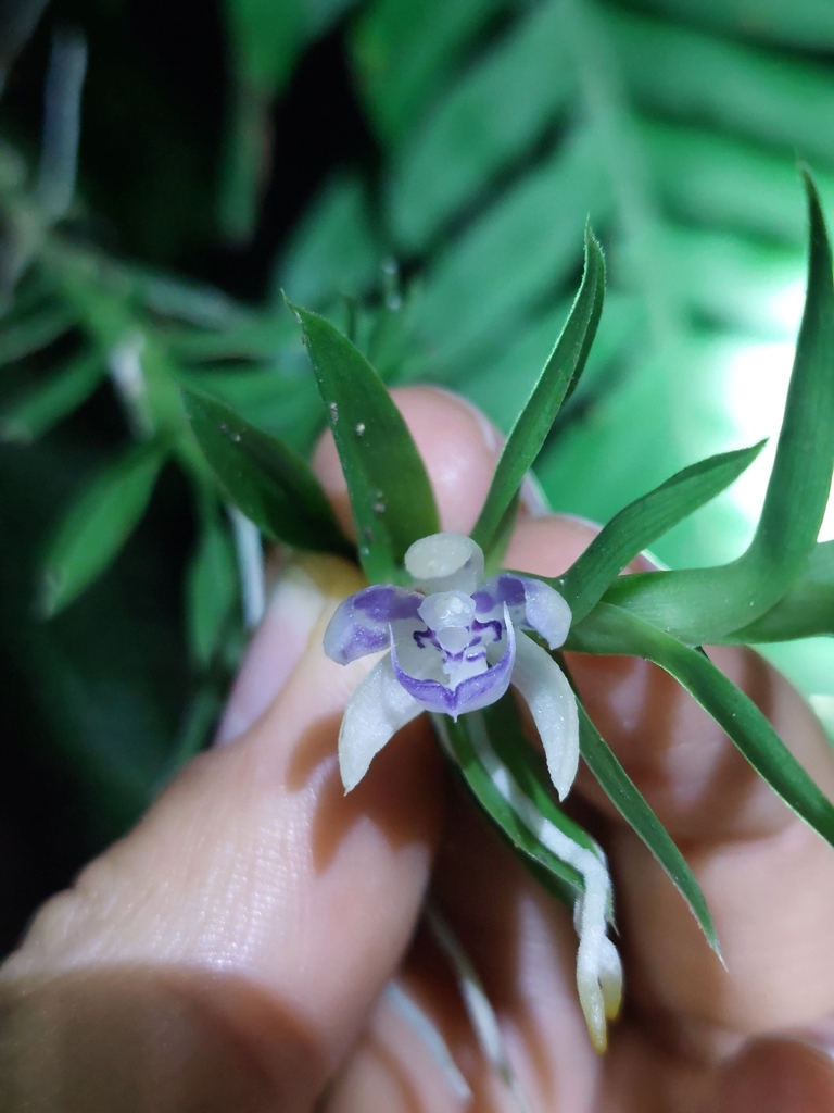 Dichaea andina