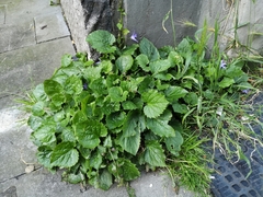 Campanula poscharskyana
