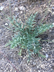 Cirsium cymosum