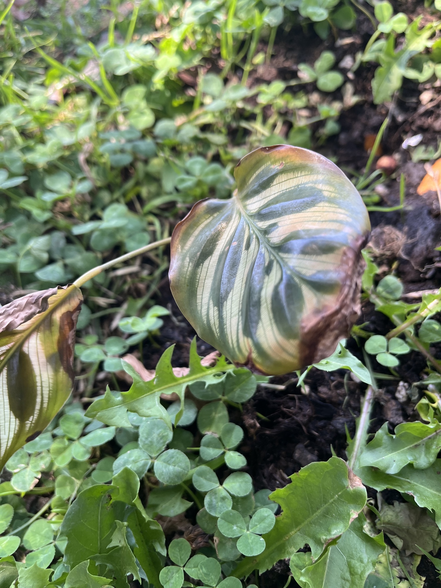 Imagem de Maranta-zebrada