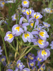 Porterella carnosula