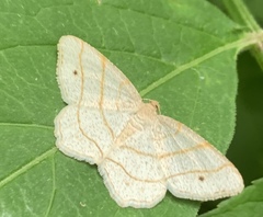 Trigrammia quadrinotaria
