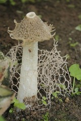 Phallus haitangensis