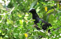 White-Crowned Pigeon photo 5