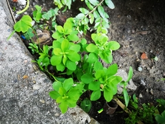 Euphorbia peplus