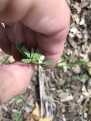 Acmispon americanus americanus