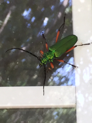 Plinthocoelium suaveolens