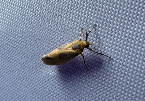 One-banded Lichen Moth photo 3