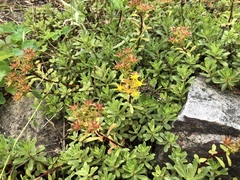 Phedimus middendorffianus