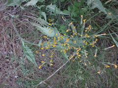 Crepis occidentalis