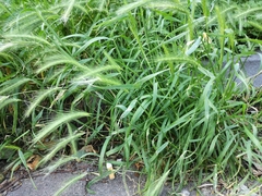 Hordeum murinum
