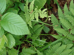 Carex arctata