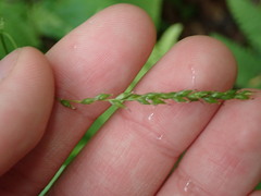 Carex arctata