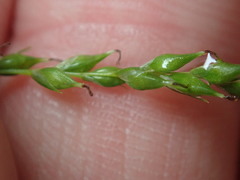 Carex arctata