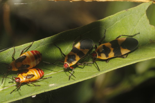 Lygaeid bug