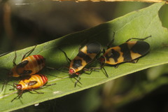 Oncopeltus cingulifer