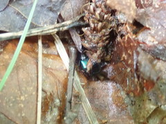 Philonthus caeruleipennis