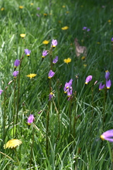 Primula tetrandra