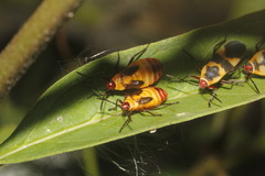 Oncopeltus cingulifer