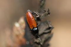 Ampedus nigroflavus