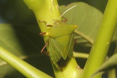 Edessa olivacea